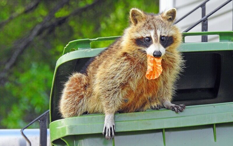 A raccoon eating trash