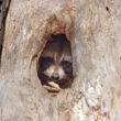 A raccoon inside a nest it made in a tree