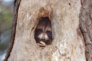 A raccoon inside a nest it made in a tree