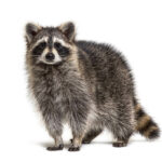 raccoon looking for chickens Do Raccoons Kill And Eat Chickens? The Realistic Answer