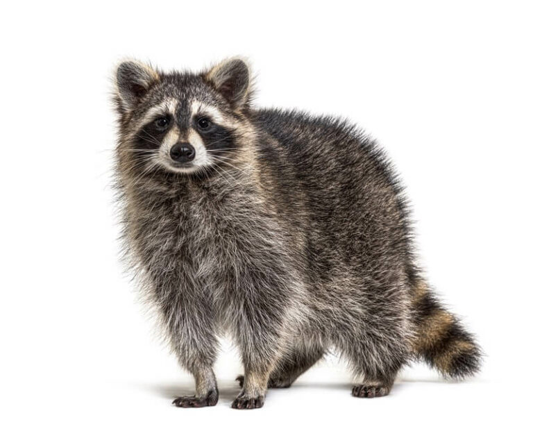 Do Raccoons Kill And Eat Chickens? The Realistic Answer