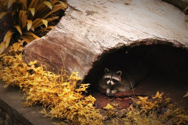 Where Do Raccoons Nest & What Do Their Nests Look Like?