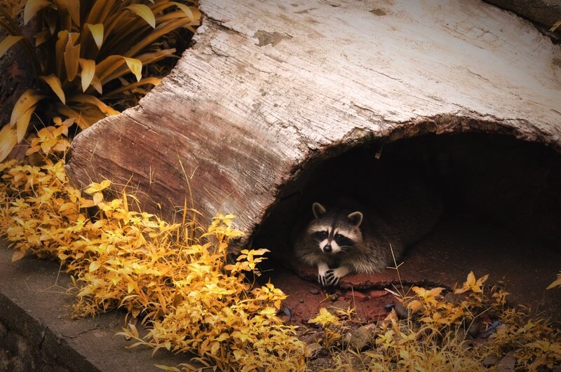 One raccoon inside its nest