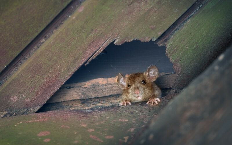 One rat in the attic