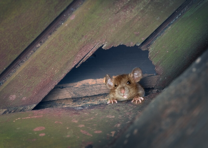 How To Get Rid Of Rats In The Attic (The Simple Way)