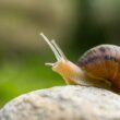 A snail preparing to crawl up the side of a house