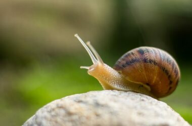 A snail preparing to crawl up the side of a house