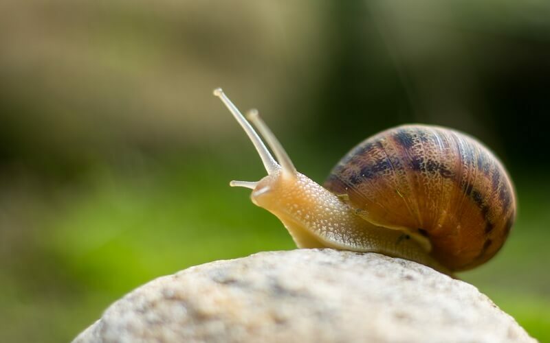 A snail preparing to crawl up the side of a house