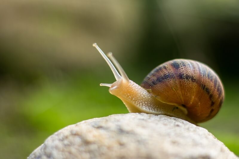 Why Snails & Slugs Crawl On Your House (Simple Guide)