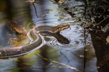 A snake after an underwater bite