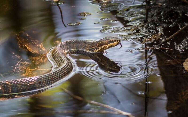 A snake after an underwater bite