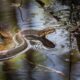 A snake after an underwater bite