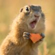 A squirrel preparing to bite