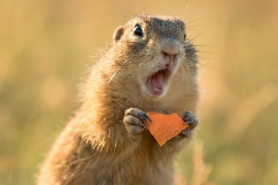 A squirrel preparing to bite