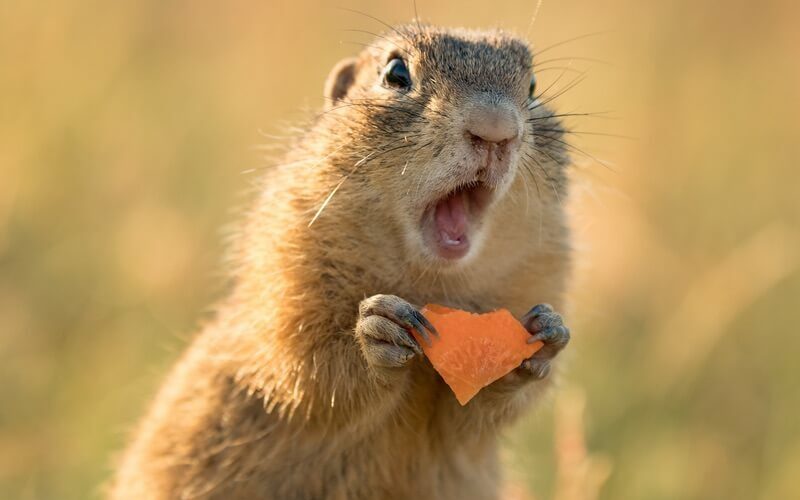 A squirrel preparing to bite