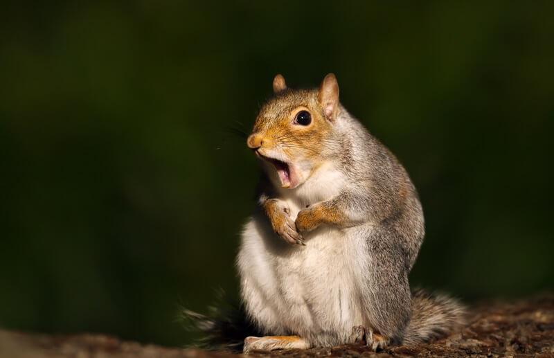 An adult squirrel outside