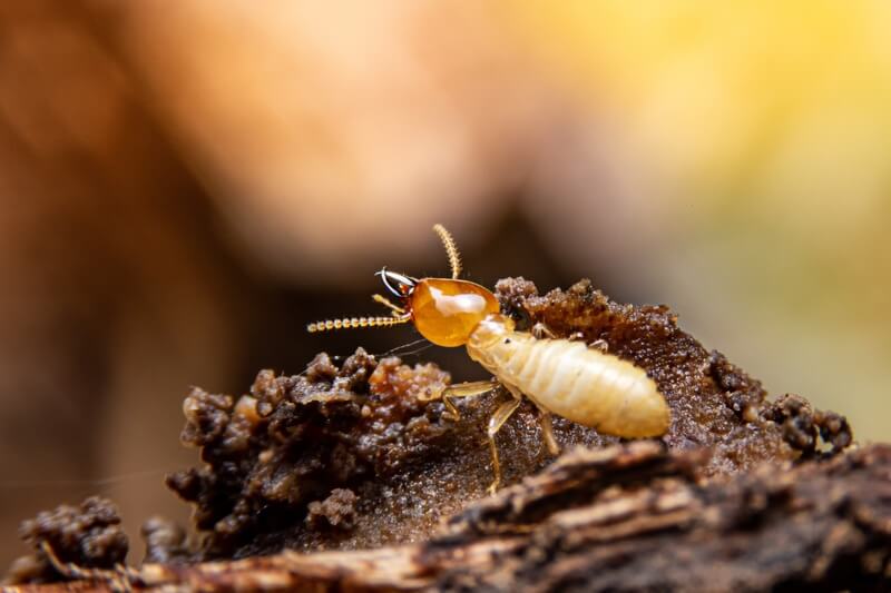 A termite crawling on wood