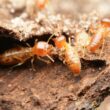 termites being attracted to mulch