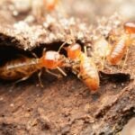 termites being attracted to mulch