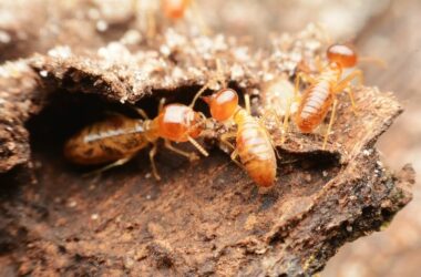 termites being attracted to mulch