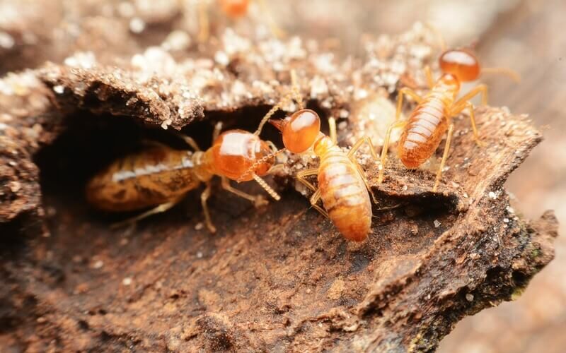 termites being attracted to mulch