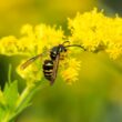 One wasp that has been attracted to a flower