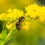 One wasp that has been attracted to a flower