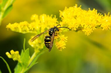 One wasp that has been attracted to a flower