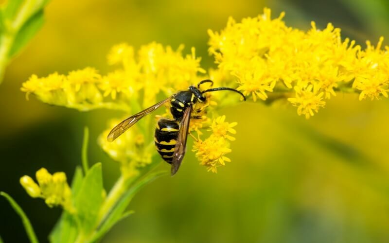 One wasp that has been attracted to a flower
