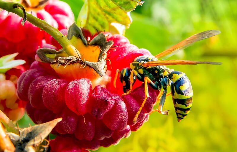 A wasp being attracted to sweet fruit