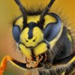 A wasp slowing down during its "sleeping" process