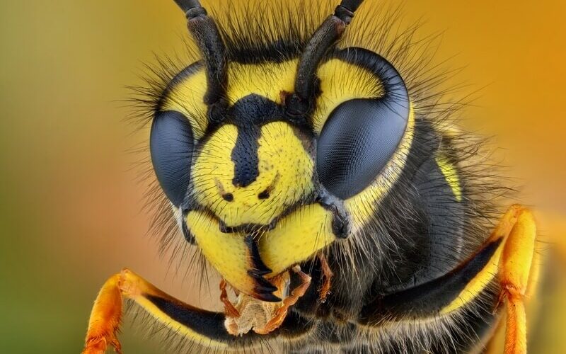 A wasp slowing down during its "sleeping" process