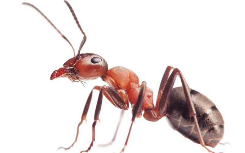 An ant that was found in carpet