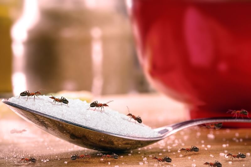 Ants being attracted to food in a house