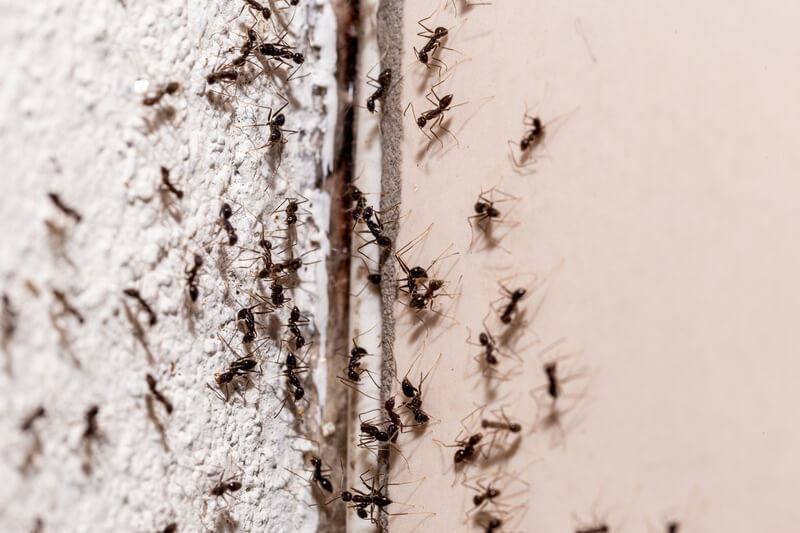 Ants in a house during the winter