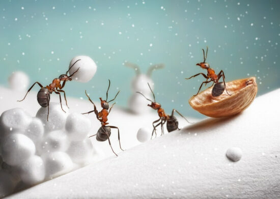 A render of ants in the winter