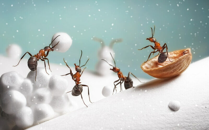 A render of ants in the winter