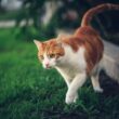 A cat in a yard being affected by natural repellent