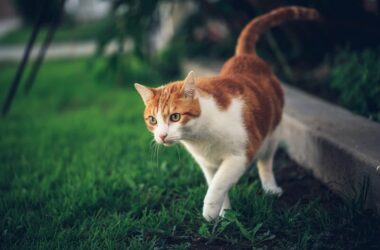 A cat in a yard being affected by natural repellent