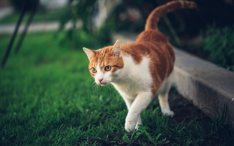 A cat in a yard being affected by natural repellent
