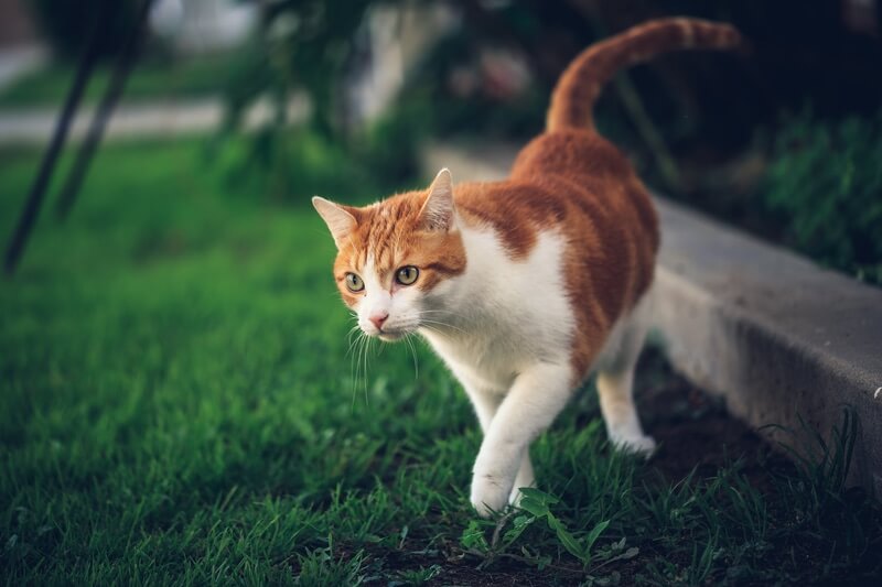 7 Homemade & Natural Cat Repellents You Need To Use