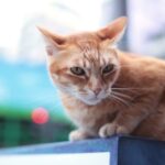 cat kept away cayenne pepper Does Cayenne Pepper Keep Cats Away? The Real Answer