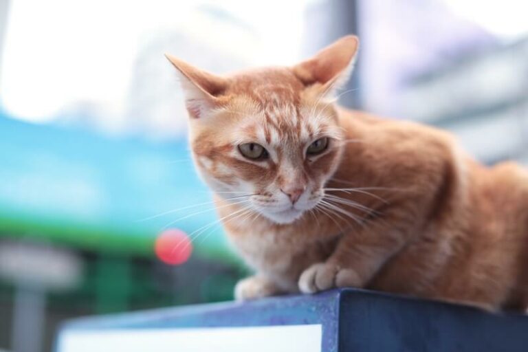 Does Cayenne Pepper Keep Cats Away? The Real Answer