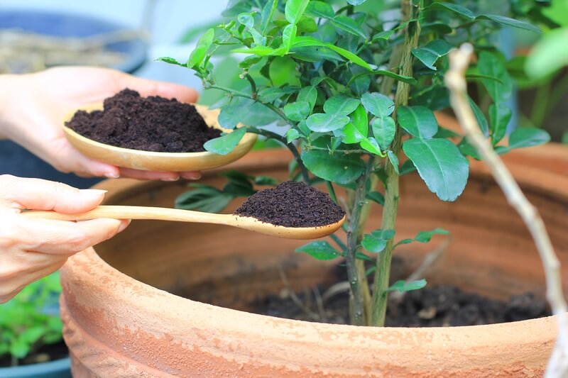 Coffee grounds being used to repel squirrels