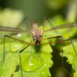 An adult crane fly resting on a leaf