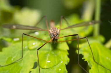 An adult crane fly resting on a leaf