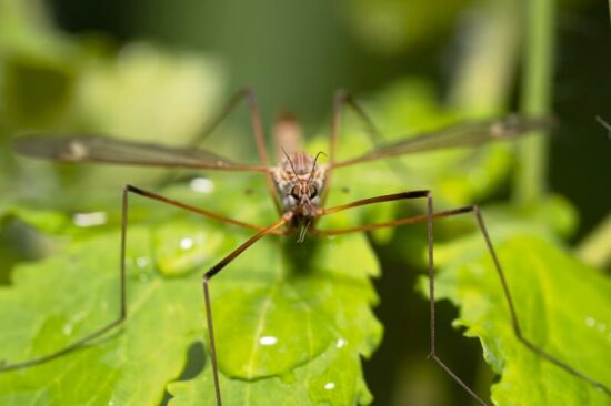 An adult crane fly resting on a leaf