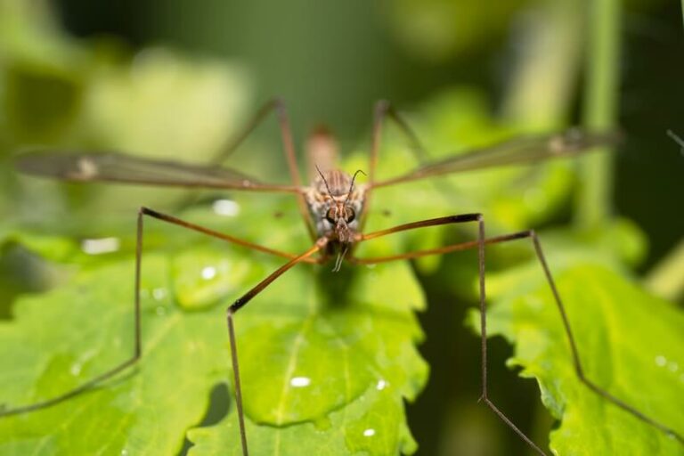 What Do Crane Flies aka Mosquito Hawks Eat? Diet Guide
