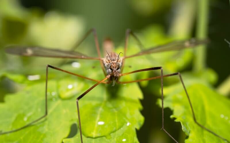 An adult crane fly resting on a leaf
