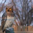 A fake owl being used to scare away other animals